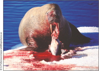 Illustration for article titled Walruses Are Deadly Hunters, Not Cute and Squishy